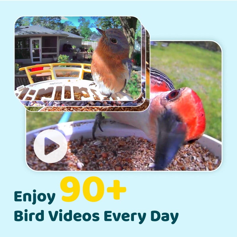 NETVUE by Birdfy AI Smart Bird Feeder with Camera  AI Auto Capture Each Bird Come & Identify 6000+ Bird Species  Cloud Store Bird Videos & Birdwatching On Live  Ideal Gift (Yellow) - Image 3